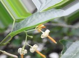 augmented_Alangium begoniaefolium flower1_0_4522.jpeg